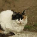 Sara M.